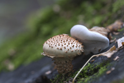 Pholiota squarrosa蘑菇