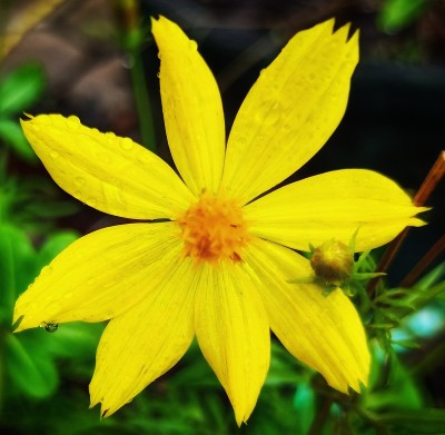 花板
