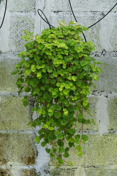挂着花