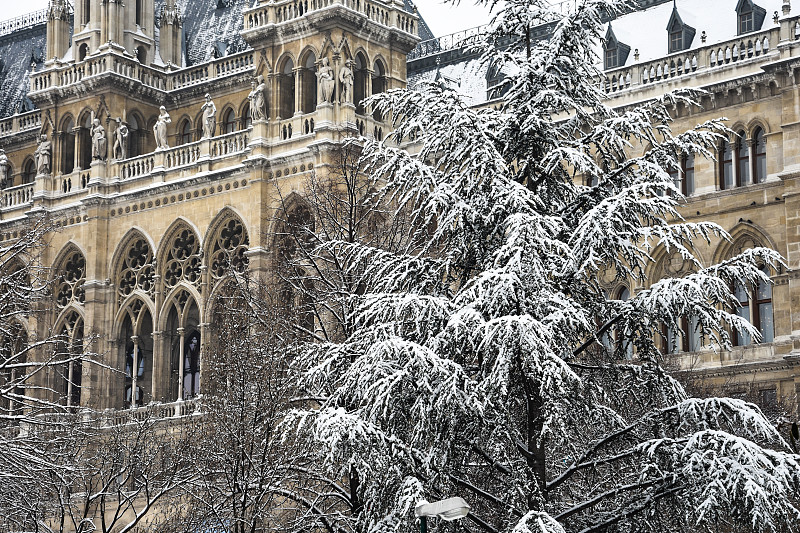 白雪覆盖的树枝后面的维也纳市政厅(维也纳Rathaus)