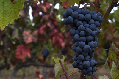 Vinho, Vinhas e Vindimas，葡萄酒，葡萄园和收获，