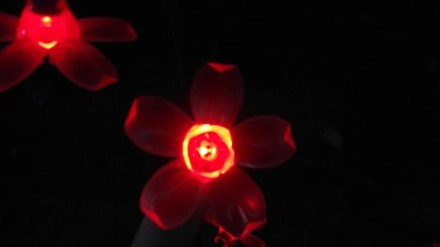 红色的花