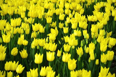 黄色郁金香花园