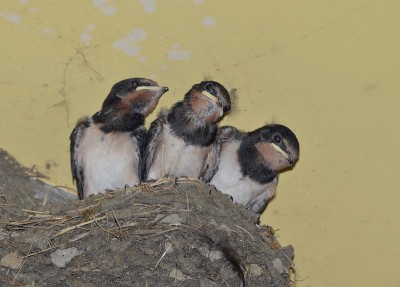 Hirundo rustica