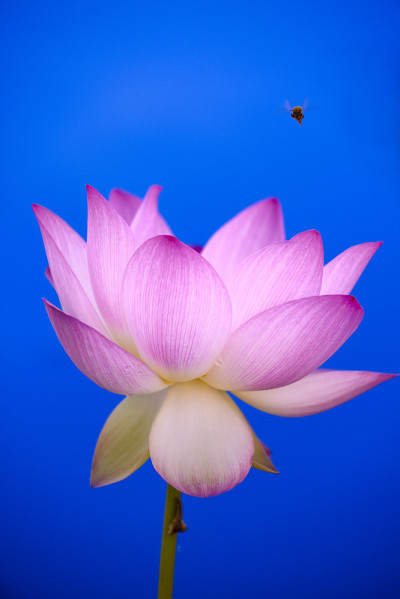 莲花