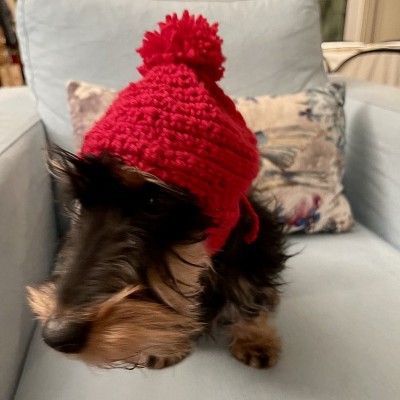卡宁臣腊肠幼犬，鬃毛，黑色和棕褐色