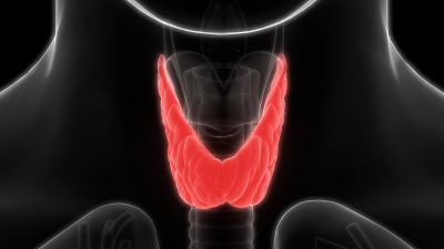 人体腺体解剖学(甲状腺)
