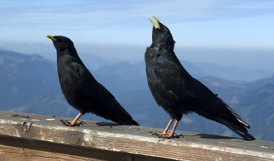 黄嘴丘鹬(Pyrrhocorax graculus)