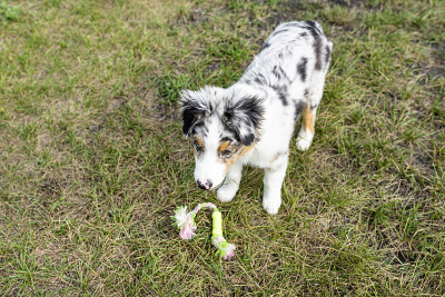 一只澳大利亚牧羊犬张着嘴站在玩具上方的绿色草地上。