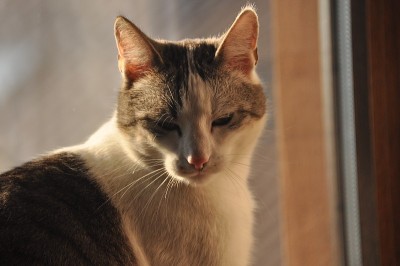 一只猫的肖像。狂野的眼睛和长长的胡须。