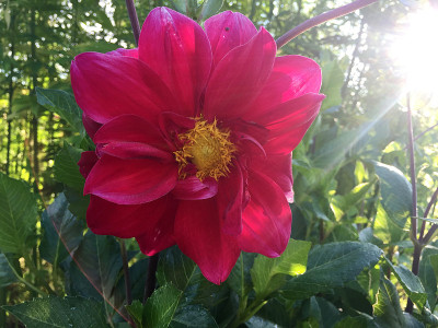 大丽花在花园里。