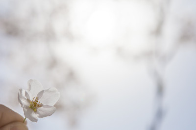 樱花