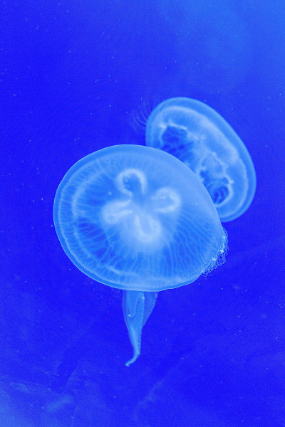 白色的水母漂浮在蓝色的水族箱里