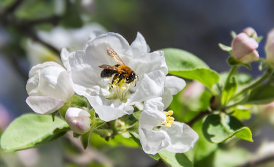 蜜蜂在花苹果上