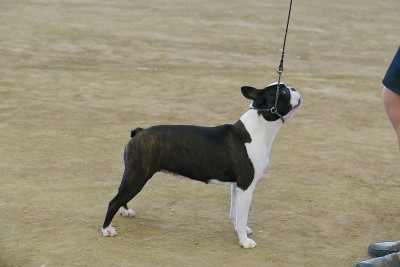 的犬