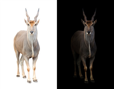 黑白色背景的Eland