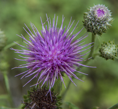 山蓟的紫色花(Cirsium Callilepis)