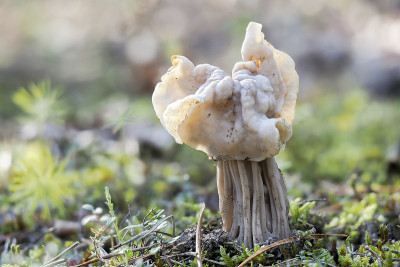 白马鞍(Helvella crispa)是一种可食用的蘑菇