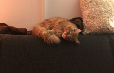 可爱的红色缅因猫