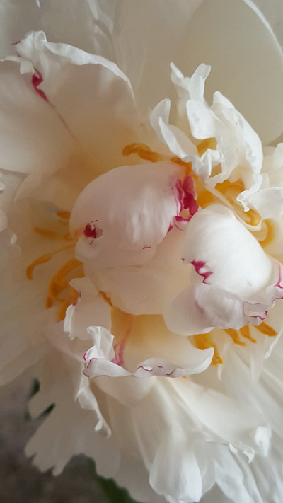 鲜花