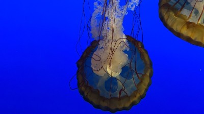 水母