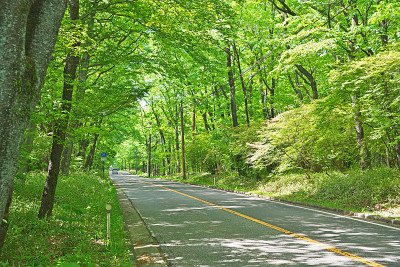 道路在新鲜的绿色
