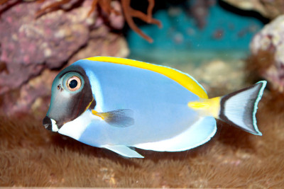 粉蓝唐(Acanthurus leucosternon)海洋热带鱼