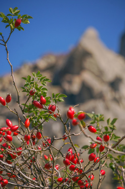 红狗玫瑰臀部在山上的背景。