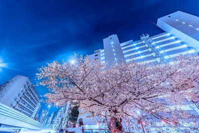 城市夜晚樱花盛开