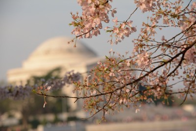 樱花,