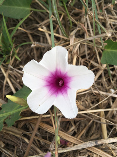 白色沼泽牵牛花