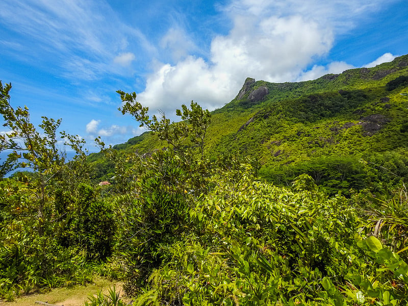 在加拉。塞舌尔丛林美景。马埃岛。非洲