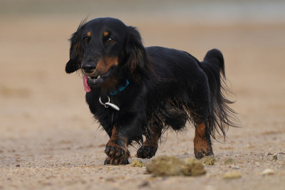 海滩上的一只长毛腊肠犬