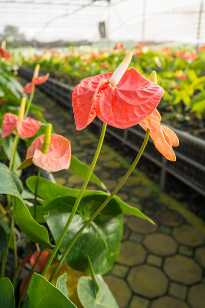 花烛属植物花