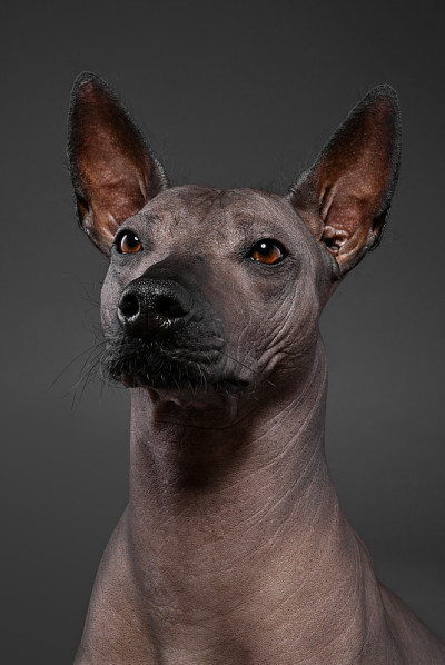 Xoloitzcuintle(墨西哥无毛狗)肖像特写灰色背景