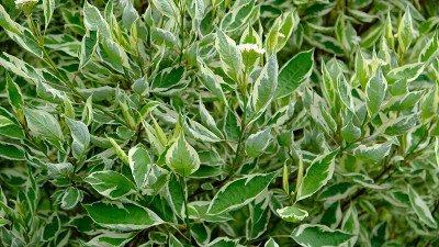 观赏灌木斑驳山茱萸(山茱萸alba Sibirica varigata)的叶子。有杂色叶子的装饰性灌