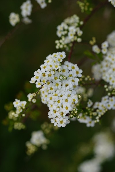 一丛迷你白花