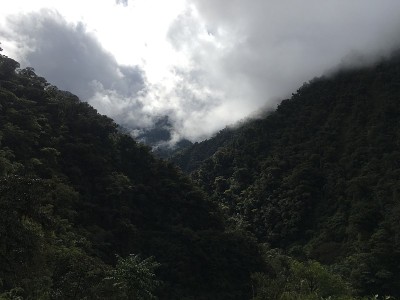 秘鲁马努国家公园景观，室外自然背景为雨林、树木、植物、树叶。绿色自然野生热带景观