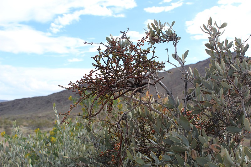 Phoradendron california - desert mistletoe - Joshu