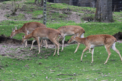 Eld's deer (Panolia eldii)
