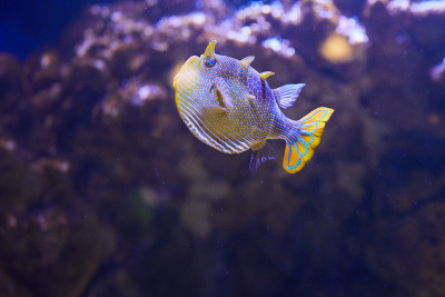 海鱼