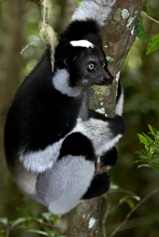 Indri