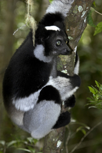 Indri