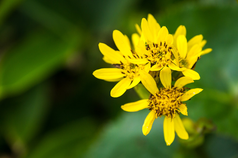 黄色的野花(Ligularia hodgsonii)在Rebun岛，日本