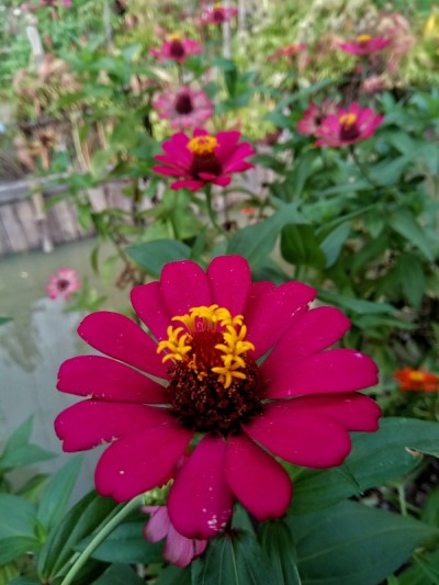 花