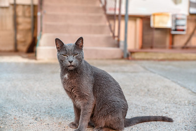 院子里有一只灰色的俄罗斯蓝猫，闭着眼睛