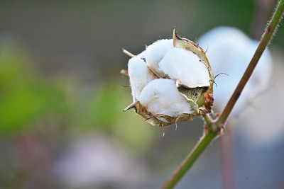 棉花种植