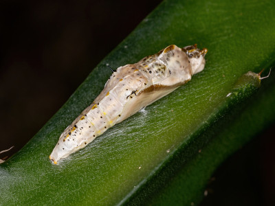 小蝴蝶茧