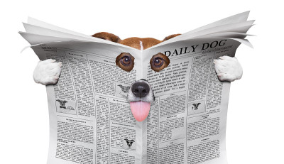 间谍犬在看报纸