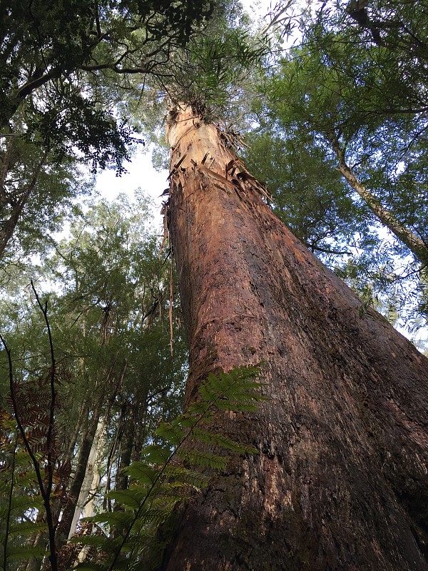 Maits Rest Rainforest Walk